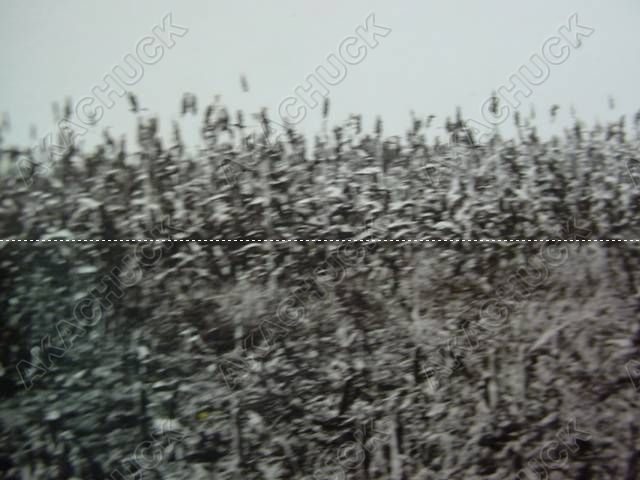 Antique Photos Kansas Farm Corn Field Council Grove