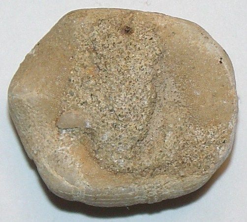 This is Nice RARE Cretaceous Echinoid ( Hardouinia clypeus