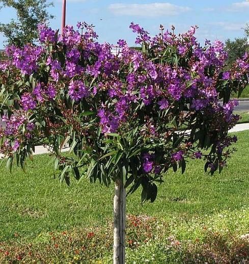 diameter the bloom cycle is long lasting with bright neon purple color