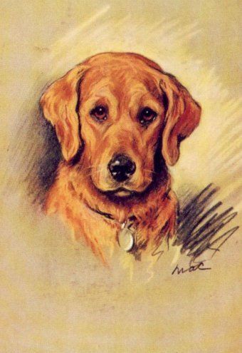Golden Retriever Matted Dog Print Lucy Dawson New