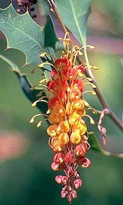 Deaf Adder Gorge Grevillea G Aurea Seed