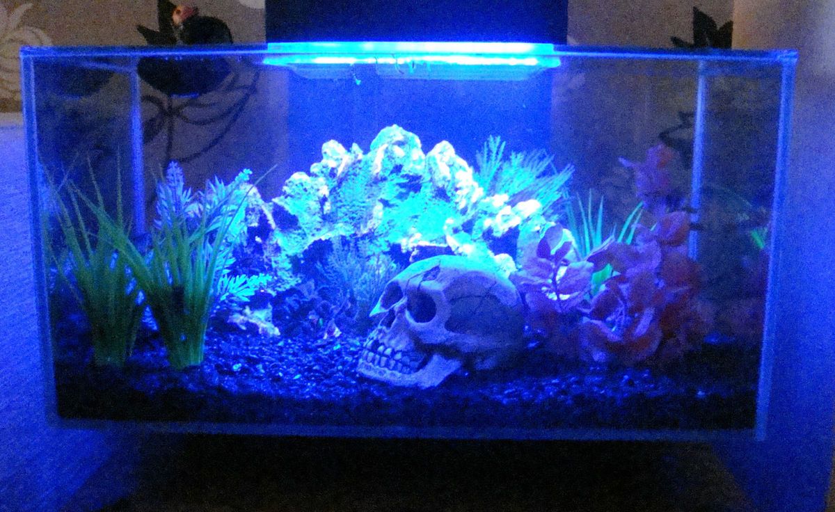 FLUVAL EDGE CHI AQUARIUM FISH TANK CUSTOM BLUE LED COOL AMBIENT NIGHT