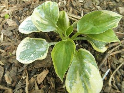 plants being sold ignore the white spray on the leaves just a