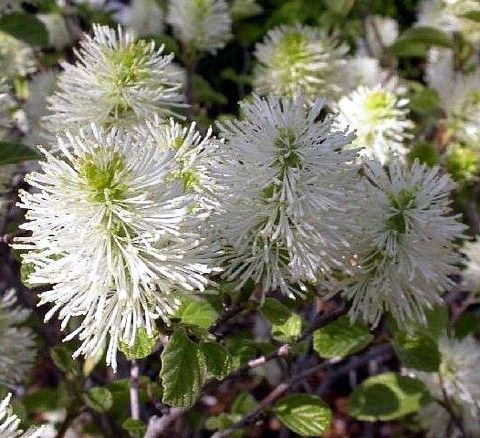 Dwarf Bottlebrush Witch Alder Shrub Fothergilla Hardy