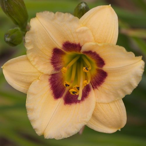 Siloam Edith Sholar White DAYLILY DF Live Plants Perennial Flowers