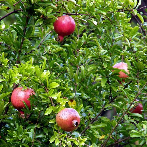 Dwarf Pomegranate Mame Bonsai Great Fruit in 4 POT Nice Gift 