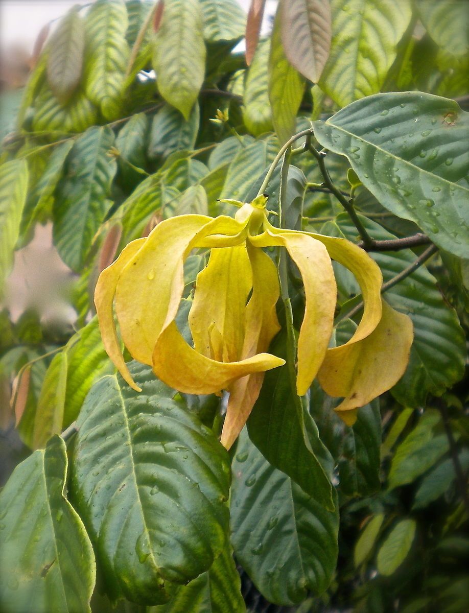 Desmos chinensis Dwarf Ylang Ylang Tropical Vine Shrub