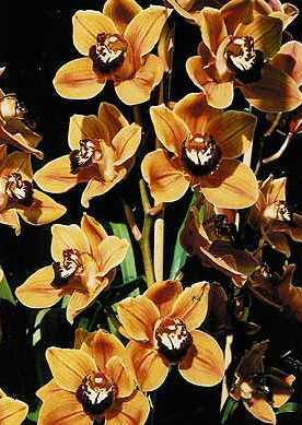 Cymbidium Orchid Mighty Remus Enos