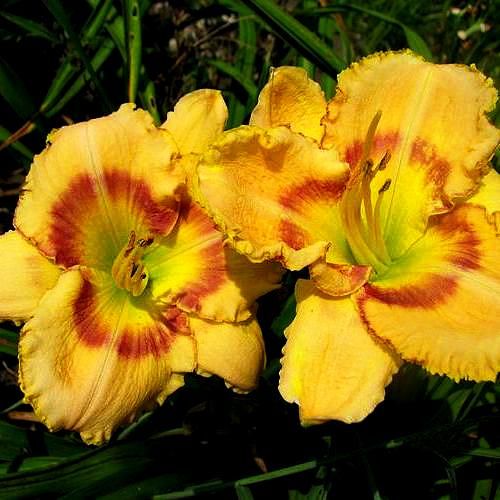 WATSON PARK PIZZAZZ DAYLILY   DF   Jerabek, 2001