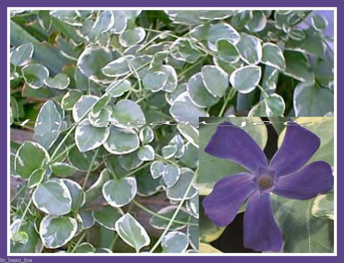   plants VARIEGATED VINCA MAJOR periwinkle EASY HARDY evergreen PLANTS