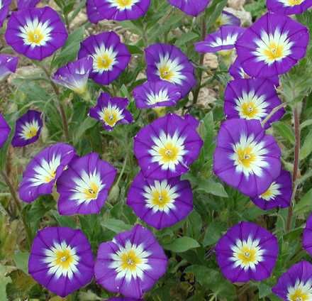 Dwarf Bush Morning Glory Royal Ensign 25 Garden Seeds