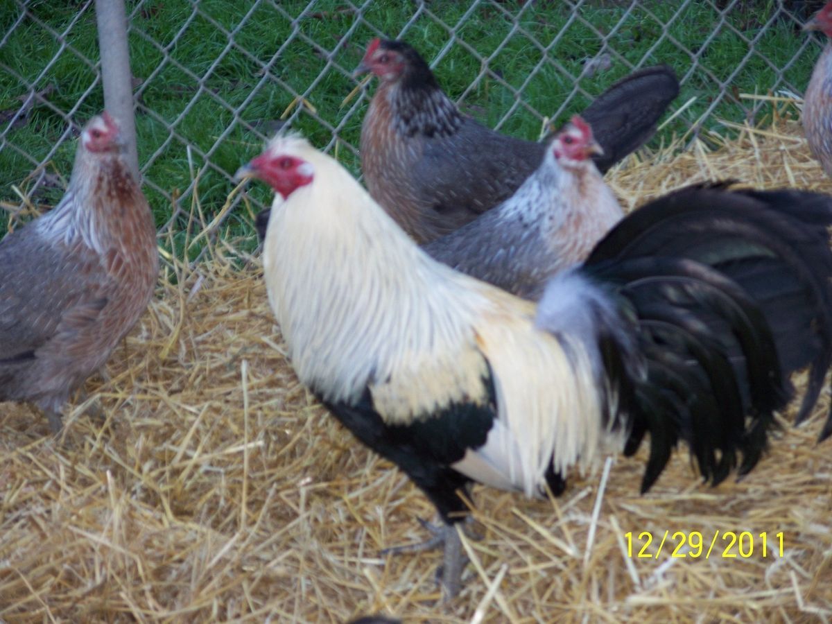  Pure Bob Bennett Grey Gamefowl Eggs