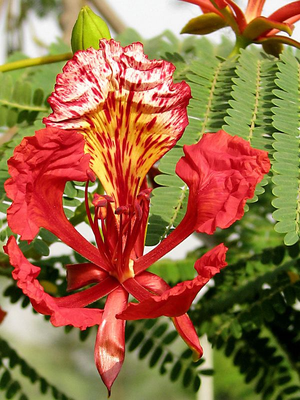 Tropical * Flamboyant Tree Seeds * Makes A Great Bonsai