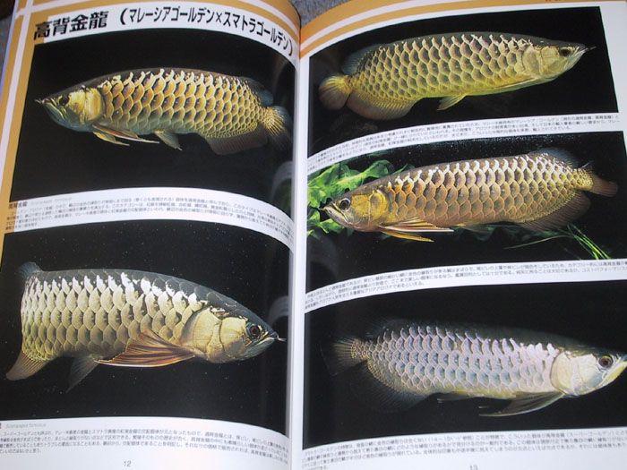 Fish Book P Asian Arowana Red Blue Gold Tropical Dragon