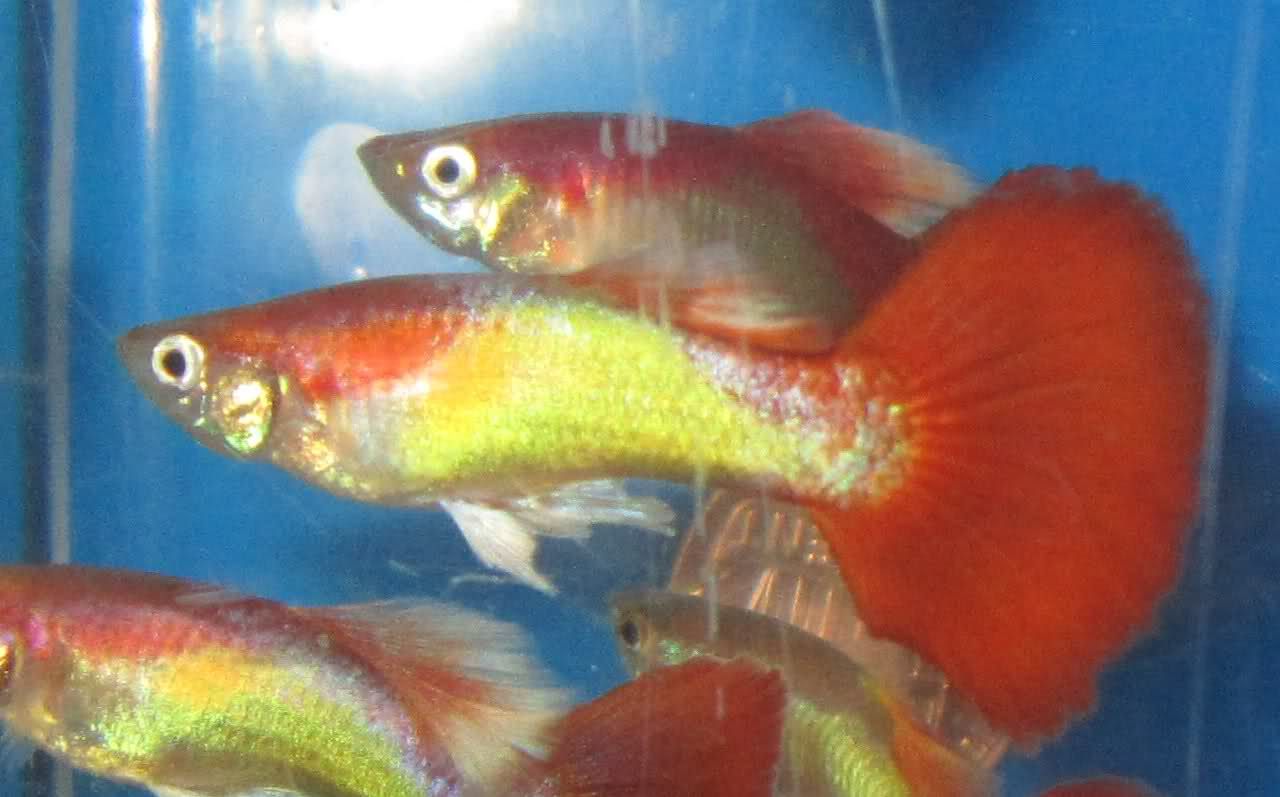 Live Fancy Guppies Male Neon Red Freshwater Aquarium