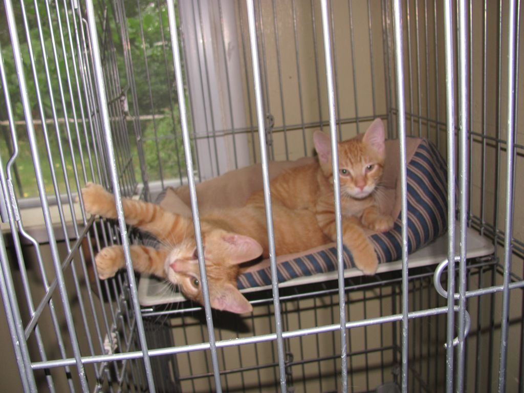  newest additions, 2 Ginger kittens, Milo & Noodles, abandoned brothers