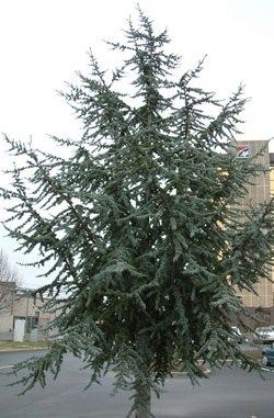 25 Deodora Cedar Seeds Beautiful Landscape Tree