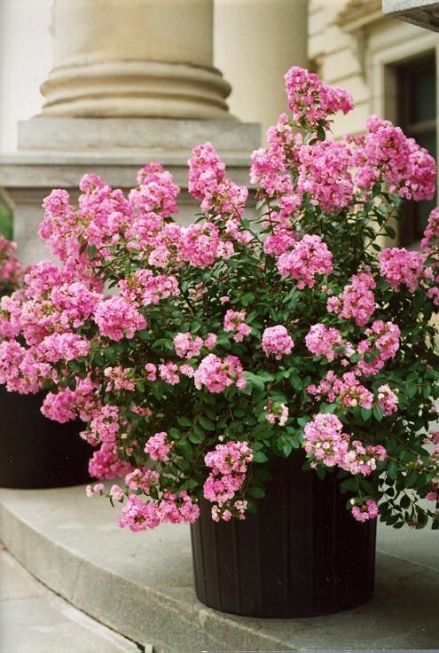  Pink Dwarf Crape Myrtle Seeds 30 Seeds