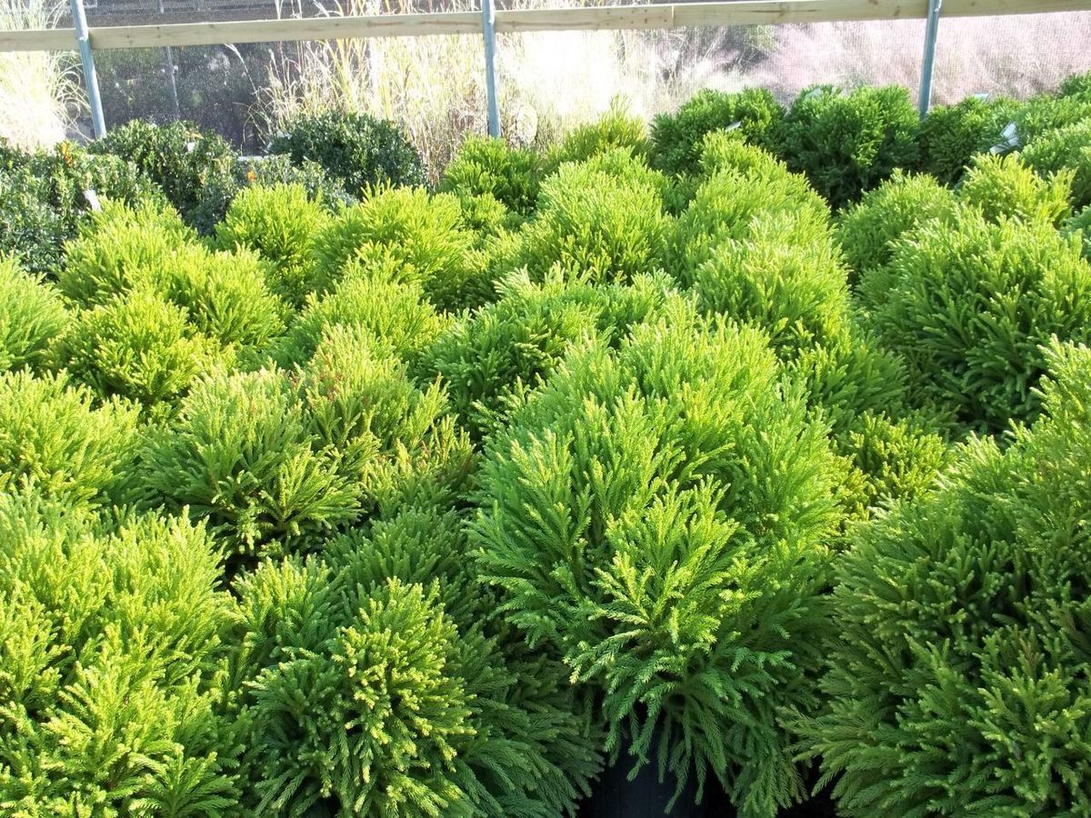 Globosa Nana Japenese Cedar Cryptomeria Japonica