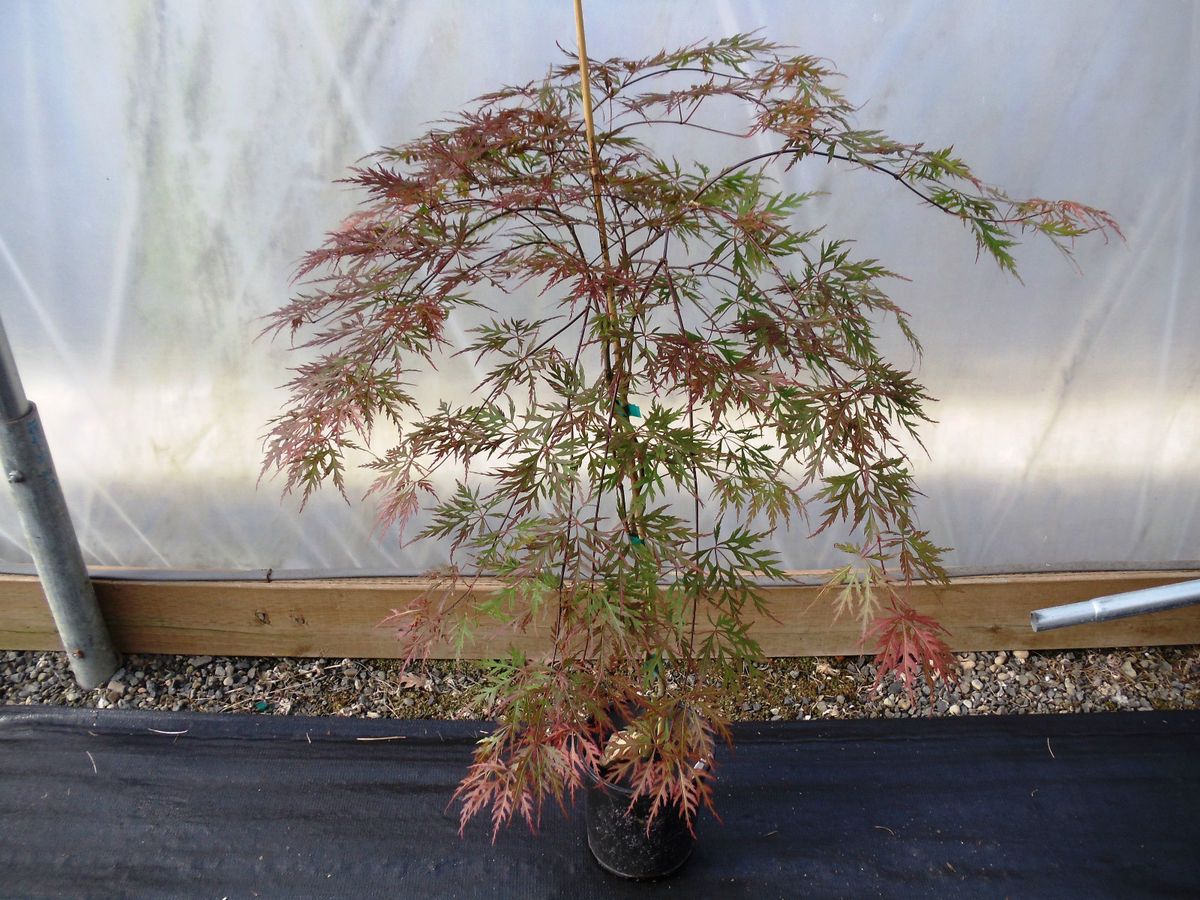 Acer PAL Crimson Princess 1 Gal RARE Japanese Maple