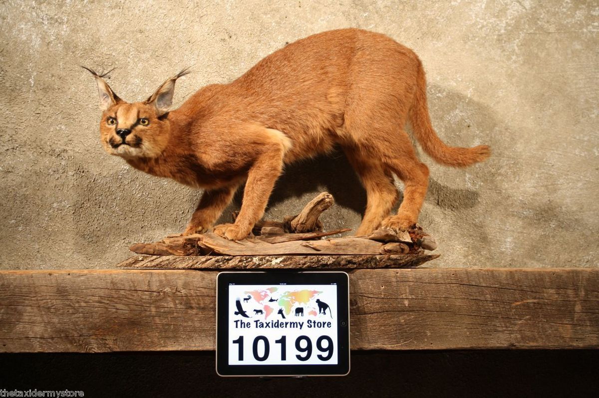 10199 Ⓖ E African Caracal Cat Life Size Taxidermy Mount Genet