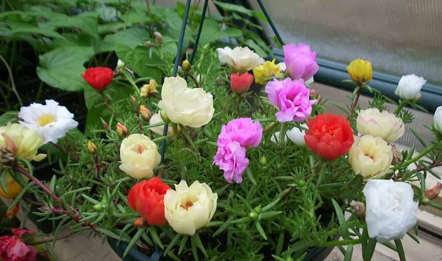 Portulaca Moss Rose Sundial Mix Annual 200 Garden Seeds