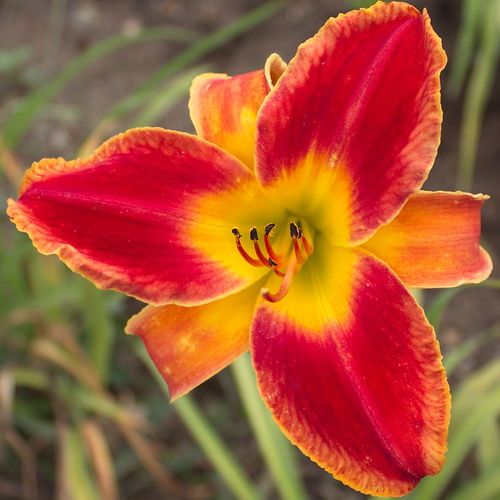 OPERA ELEGANCE RED DAYLILY  DF   LIVE PLANTS   PERENNIAL FLOWERS