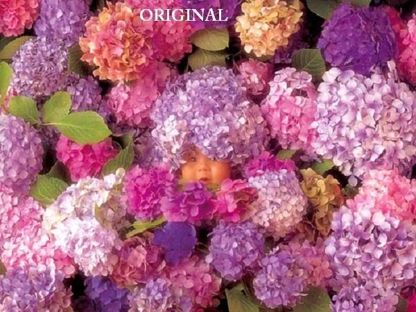 Hydrangeas Cross Stitch Pattern Flowers Gardens