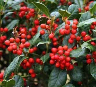 Nellie R Stevens Holly 10 seeds