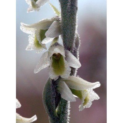 Hardy Nodding Ladies Truss Orchid Spiranthes 3 Pot