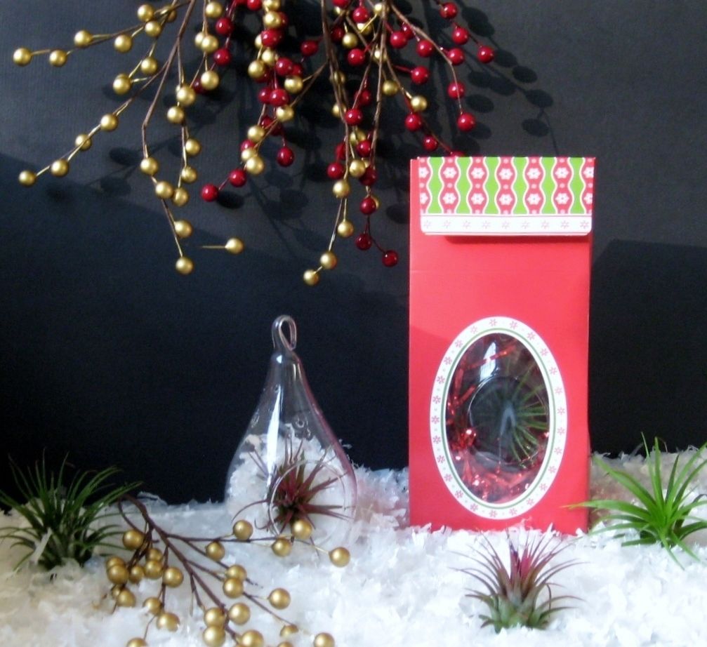 Hanging Glass ORB Terrarium w Tillandsias Xmas Gift