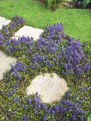 Ajuga Assorted Collection 10 Plants Bare Root P s Sale