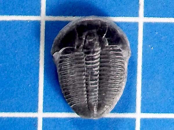 PCF Large Complete Elrathia Kingii Trilobite 621 640