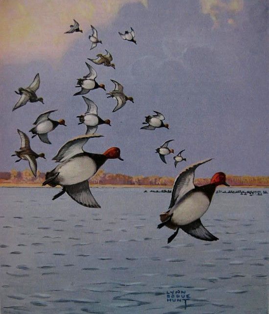 1946 Waterfowl Hunting Duck GOOSE Decoy Lynn Bogue Hunt Prints Lots of