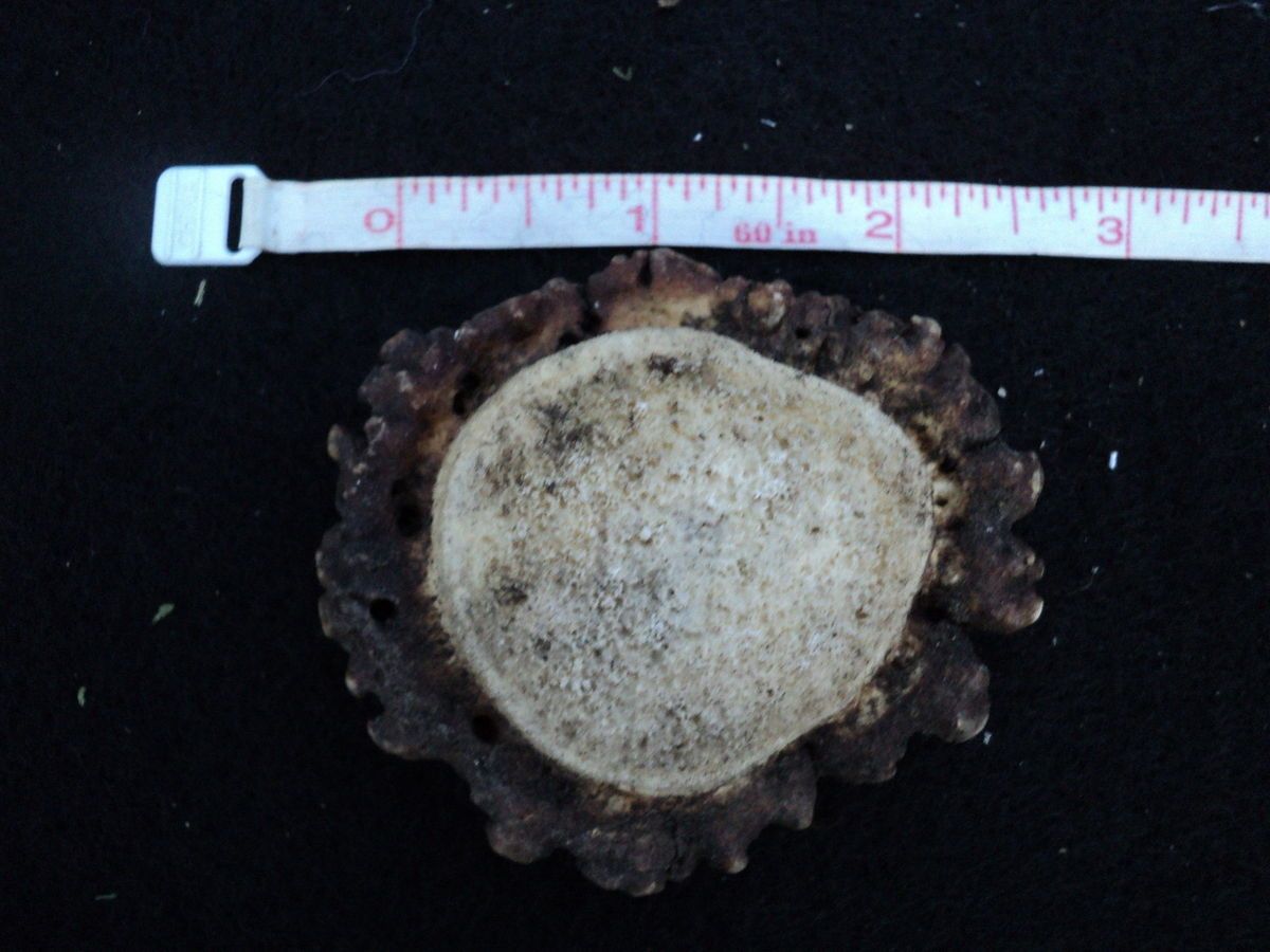 ELK ANTLER ROSETTES BURRS HORNS ANTLERS CROWN BELT BUCKLES SCRIMSHAW