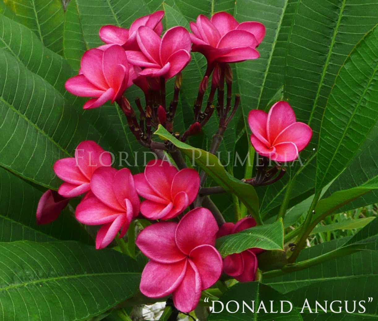 Plumeria Plant Cutting Donald Angus