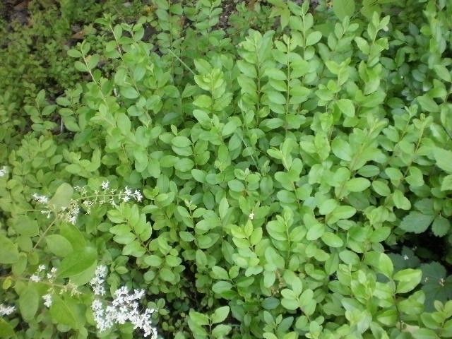  35 Privet Hedge Plants