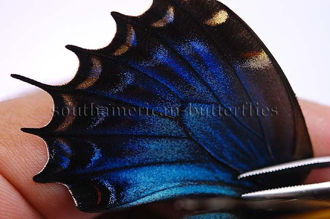 Papilio Androgeus Female Unmounted Butterfly Low Altitude