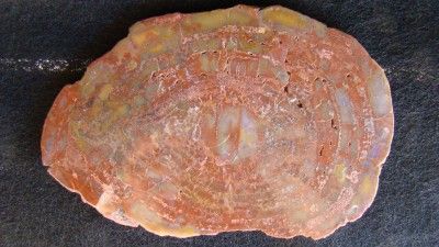 Outlaw~ Purple Heart Nazlini Arizona Petrified Wood 8 1/2