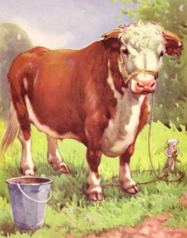 Cow Cattle Hereford Bull 70 Year Old Childrens Print