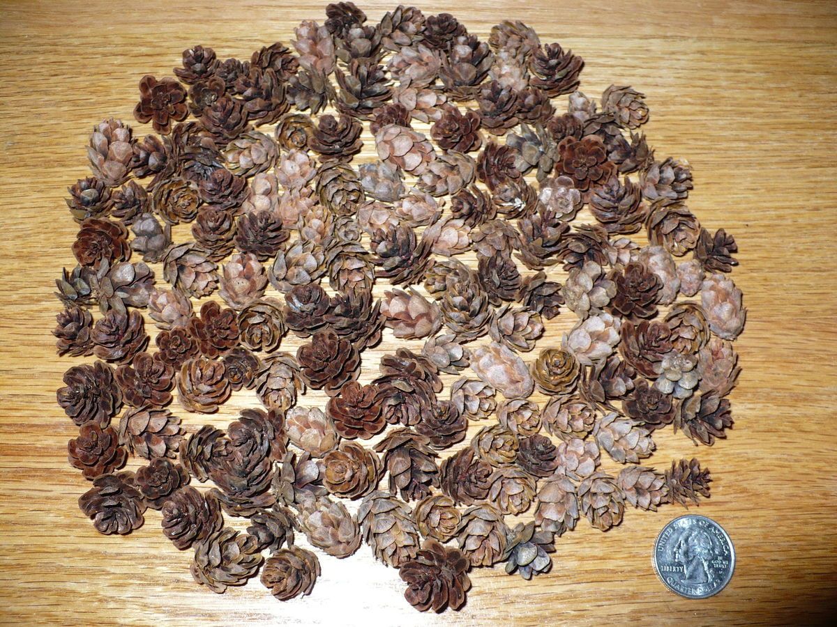 150+ Western Hemlock Tiny Minature Pine Cones, for POTPOURRI, CRAFTS