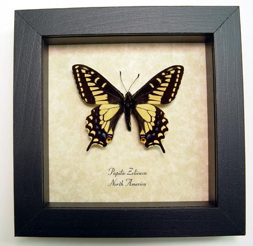 Anise Swallowtail Real North American Framed Butterfly 8065