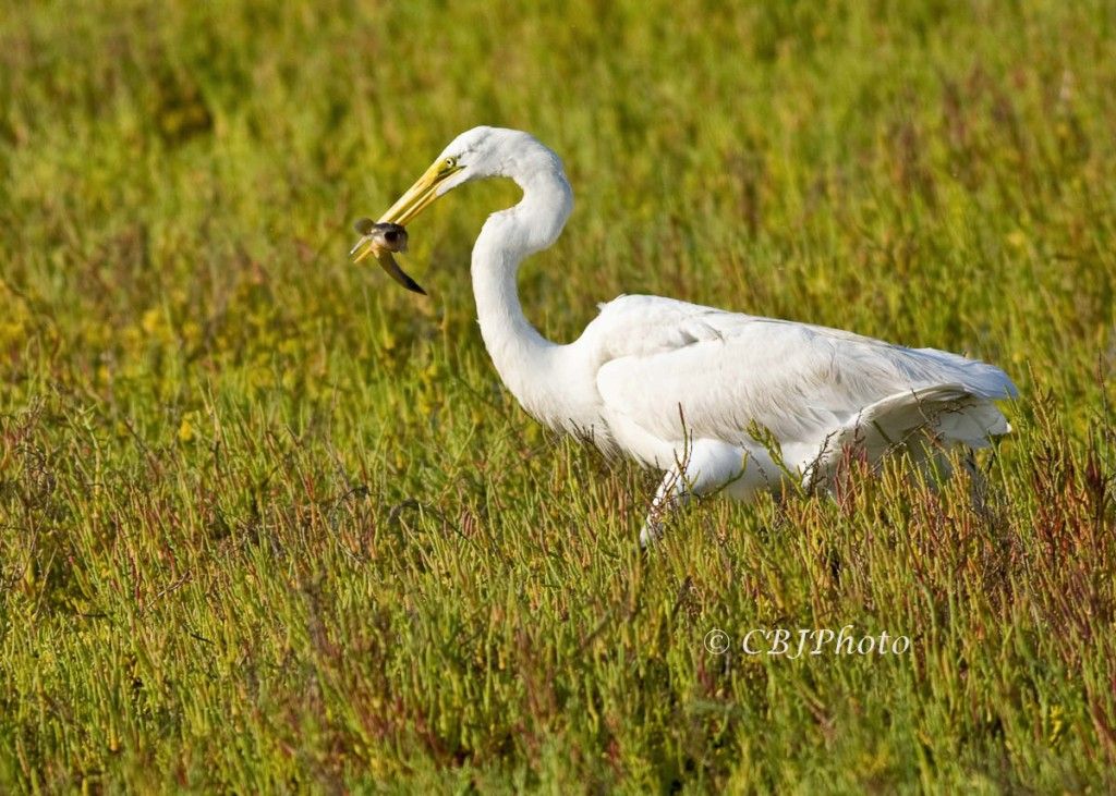 Bird Heron White Egret Jackson 5x7 800