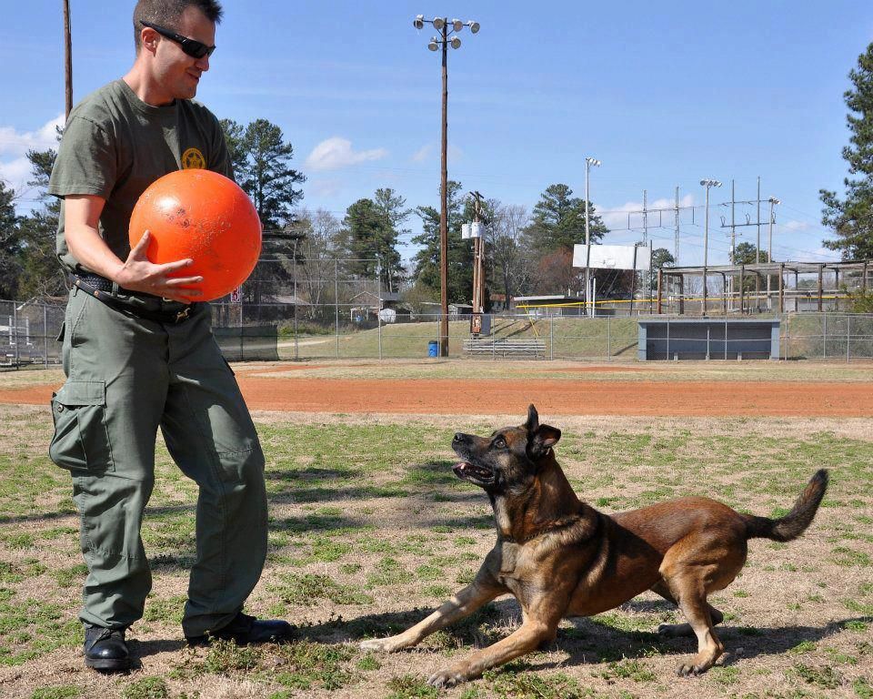  our dogs love them jeff schettler georgia k9 national training center