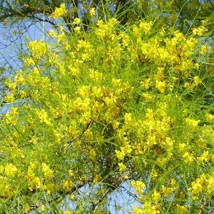 Parkinsonia Aculeata Jerusalem Thorn Seeds