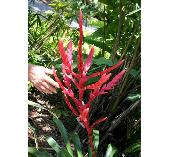 Bromeliad Vriecantarea Inferno Blooms Fire