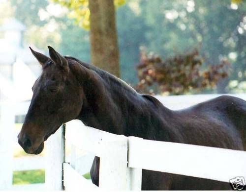 John Henry at Horse Park  