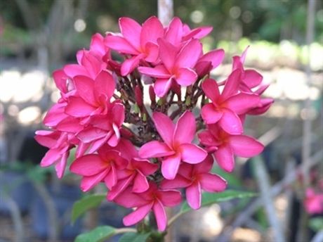 Hawaiian Kahuku Plumeria Plant 12 16 DOUBLE TIP cutting. (limited