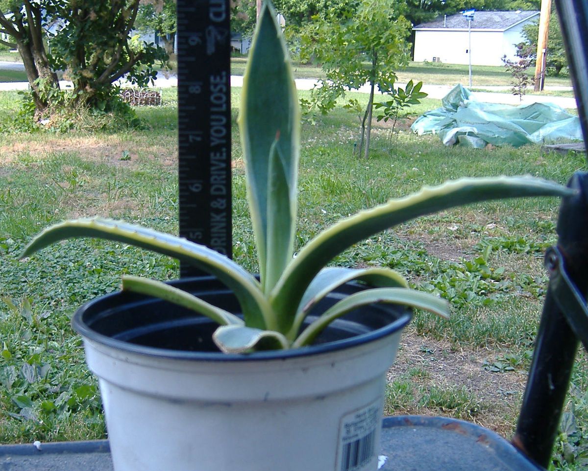 Agave americana var. marginata rare exotic succulent cactus not aloe