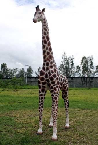 Giraffe Statue Life Size Giraffe Statue Large Giraffe Statue 12 Ft